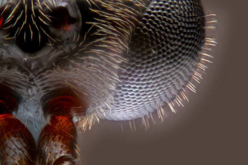 Illustration for article titled I've never seen macroscopic images as incredibly sharp as these ones